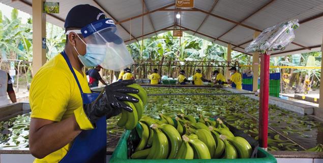 Lukrative Frucht: Das Bananenbusiness wird von einigen Dynastien geprägt, die Arbeiter profitieren wenig. (Foto: pa / dpa / David Diaz)