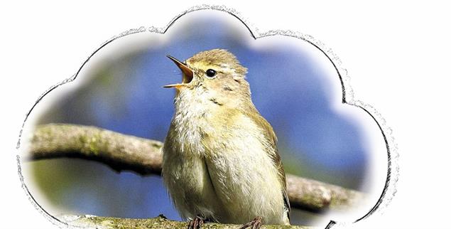 (Illustration: Renée Schneider; Foto: Pixabay/Kathy Buescher)