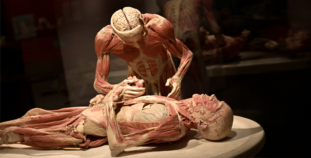 Herzenssache: Installation von Plastinaten auf der Körperwelten-Ausstellung in Mühlheim an der Ruhr 2021. (Foto: imago images / Udo Gottschalk)