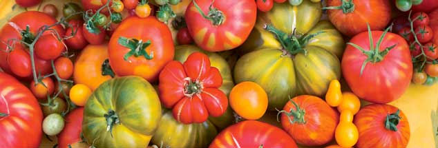 Tomaten, so bunt wie das Leben, das gibt es höchstens noch in Bioläden, aber nicht mehr in herkömmlichen Supermärkten. Den weltweiten Saatgutmarkt dominieren wenige Konzerne (Foto: istockphoto/Liza McCorkle)