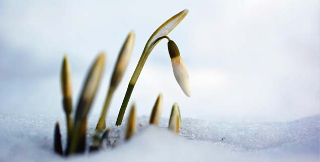 Leben, am Ende des Winters: Das Schneeglöckchen ist ein Bote des Frühlings. Nicht mehr lang, dann beginnt alles zu grünen und zu blühen. Immer ist Anfang. (Foto: photocase/Fotoline)