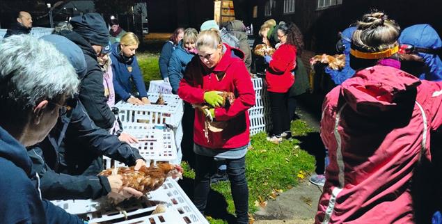 Alle raus aus dem Stall: Die Ehrenamtlichen vom Verein »Rettet das Huhn« bewahren die ausgedienten Legehennen vor der Schlachtung. (Foto: Annette Jensen)