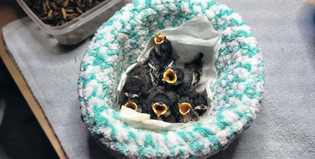 Offene Schnäbel, immer hungrig: Mit Grillen, Würmern und viel Liebe füttert Susanne Griesbach die Jungvögel. (Foto: Susanne Griesbach)