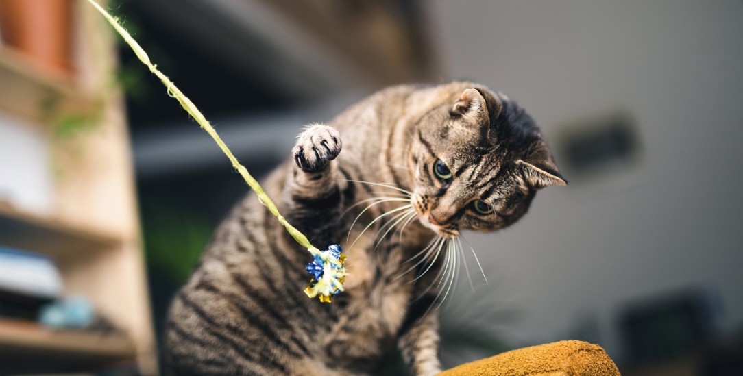 Wer weiß schon, was die Katze denkt: Mit Alltagsvideos sollen Psyche und Gehirn erforscht werden.(Foto: istock by Getty / borchee)