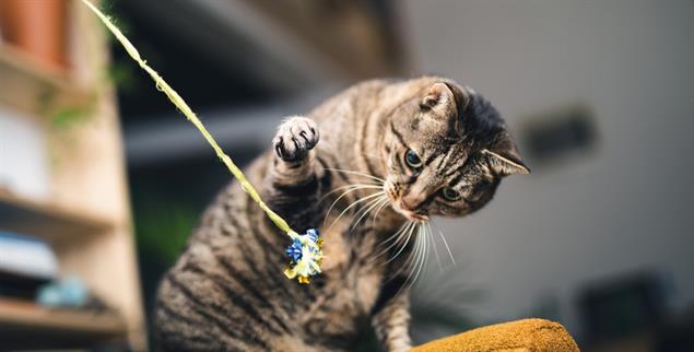Wer weiß schon, was die Katze denkt: Mit Alltagsvideos sollen Psyche und Gehirn erforscht werden.(Foto: istock by Getty / borchee)