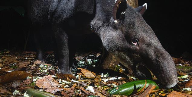 Na, sieht mich jemand? Der Baird-Tapir bei seinem Einsatz für eine gefährdete Baumart in Costa Rica. Dabei steht er selber auf der Roten Liste. (Foto: GDT ENJ 2026, Fritz Pölking Preis, Michiel van Noppen)