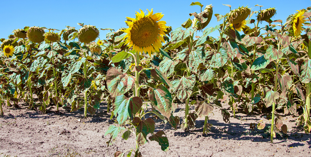 Sonnenblumen im Hitzestress: In Brandenburg sinkt der Grundwasserspiegel dramatisch (Foto: istock by Getty / Imagesines ) 