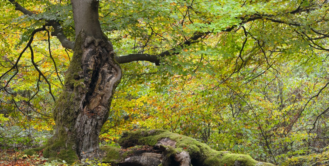 Vom Leben gezeichnet: Der Baum wächst nach einem Sturmschaden weiter, aber er hat sich verändert (Foto: PA / imageBROKER / J. Pfeiffer)