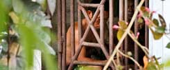 Von Thailand bis nach Thüringen: Weltweit leben und arbeiten Menschen als Sklaven. Hier in einer Fischfabrik in Indonesien, die ihre Arbeiter sicherheitshalber hinter Gittern hält - sie könnten ja weglaufen. (Foto: pa/ap/Alangkara)
