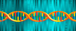 Gene als Bausteine: Bioingenieure träumen davon, ganz neue Zellsysteme zu entwickeln. (Foto: istockphoto.com/mstay)