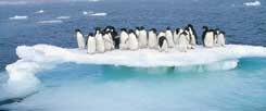 Die ersten - und nicht die letzten - Opfer des Klimawandels: Pinguine drängen sich auf abschmelzendem Eis eng zusammen. (Foto: Tui De Roy/Minden Pictures/Corbis)
